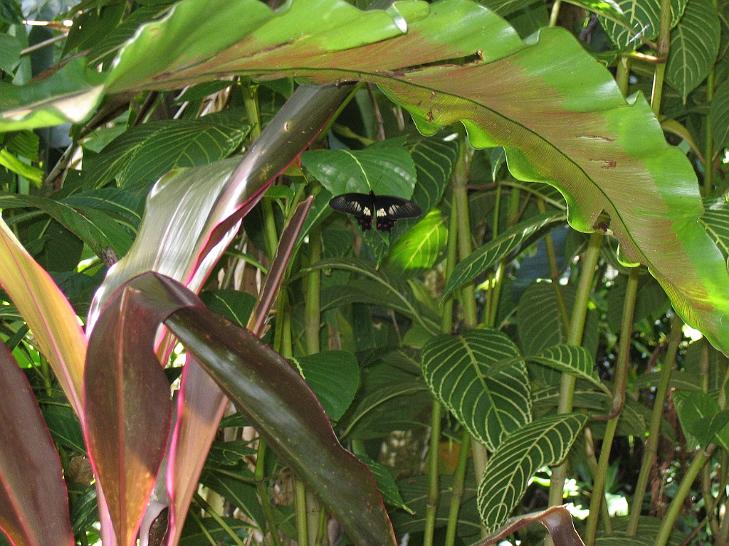 CairnsTC053 Jardin Botanique 053.jpg